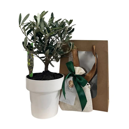 Piantina di Ulivo H20cm v10cm Plastica per bomboniere CERTIFICATA