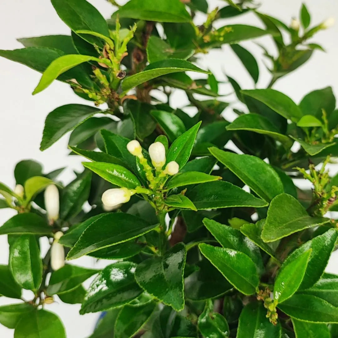 Bonsai 8 Anni Citrus Myrtifolia (8 Anni ) - Collezione Premium