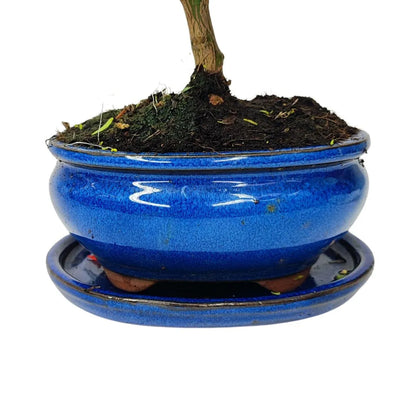 Bonsai 8 Anni Citrus Myrtifolia (8 Anni ) - Collezione Premium
