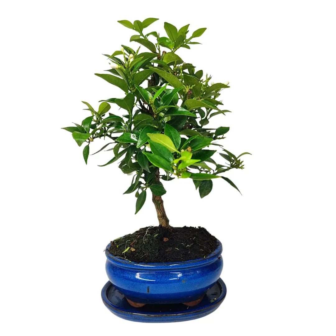 Bonsai 8 Anni Citrus Myrtifolia (8 Anni ) - Collezione Premium
