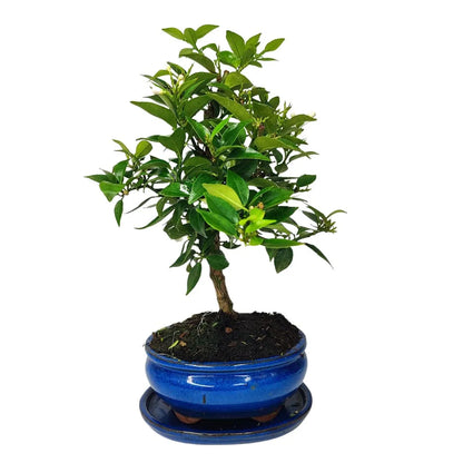 Bonsai 8 Anni Citrus Myrtifolia (8 Anni ) - Collezione Premium