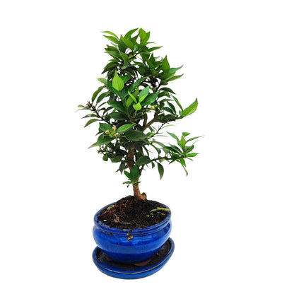 Bonsai 8 Anni Citrus Myrtifolia (8 Anni ) - Collezione Premium
