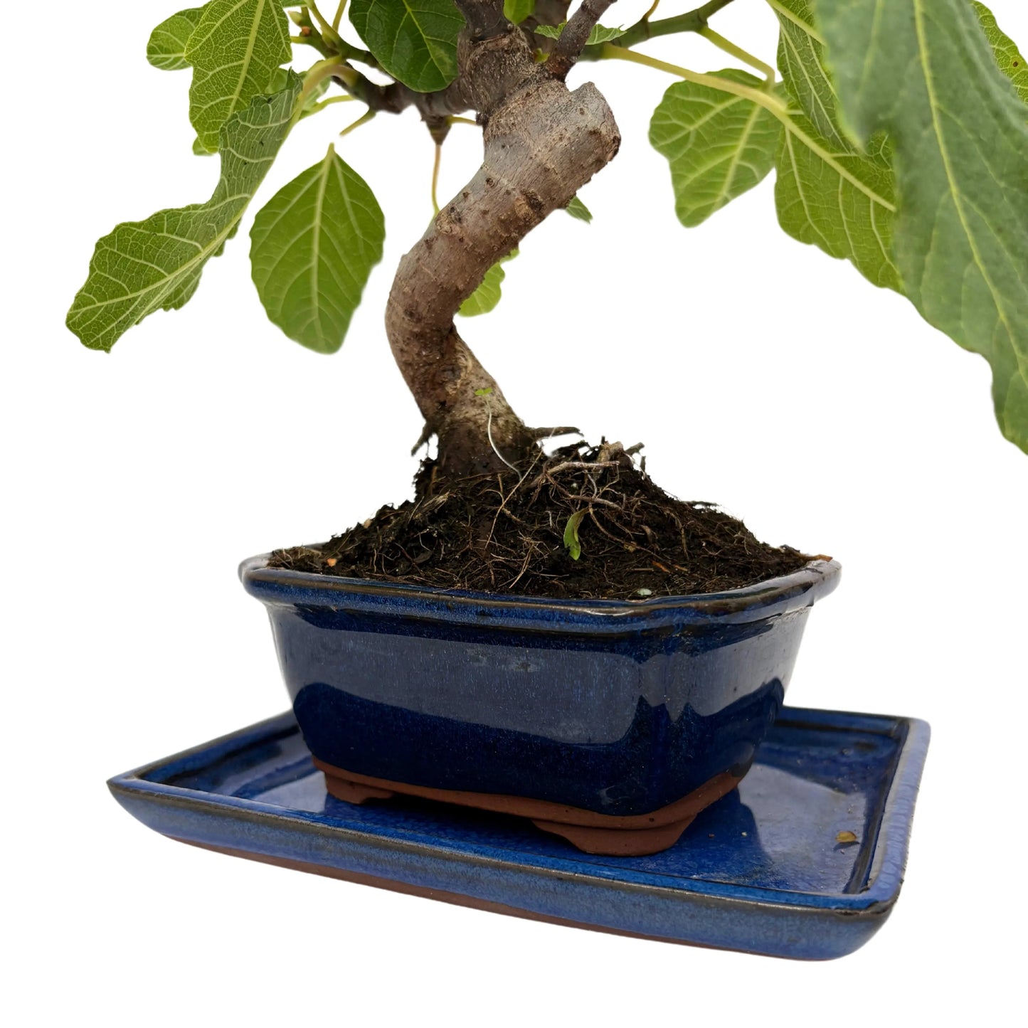 Bonsai Ficus Carica (Feigenbaum) 7 Jahre – Premium-Kollektion