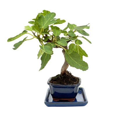 Bonsai Ficus Carica (Feigenbaum) 7 Jahre – Premium-Kollektion