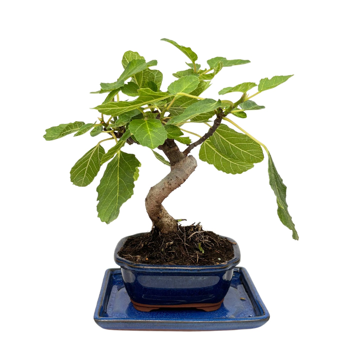 Bonsai Ficus Carica (Feigenbaum) 7 Jahre – Premium-Kollektion