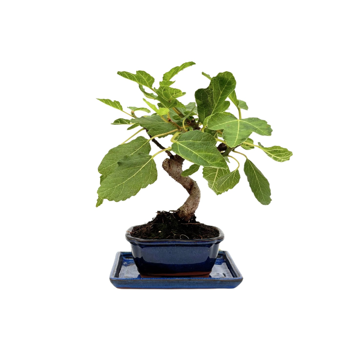Bonsai Ficus Carica (Feigenbaum) 7 Jahre – Premium-Kollektion
