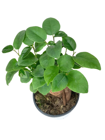 Mini Ficus Ginseng Bonsai D.10 H.25 cm