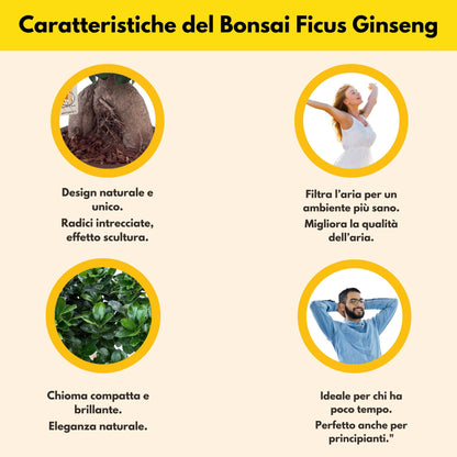 Bonsai Ficus Ginseng  in vaso "Minos"