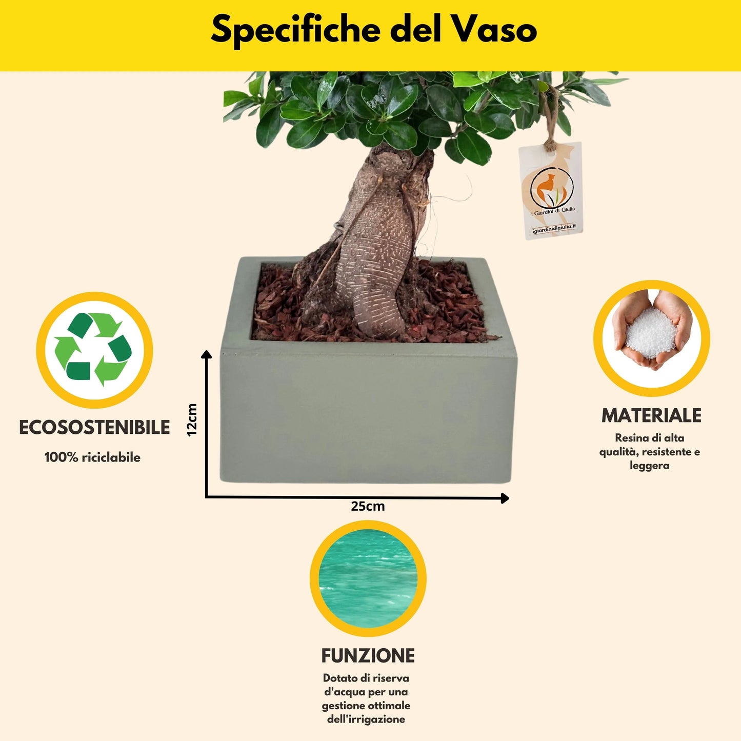 Bonsai Ficus Ginseng  in vaso "Minos"
