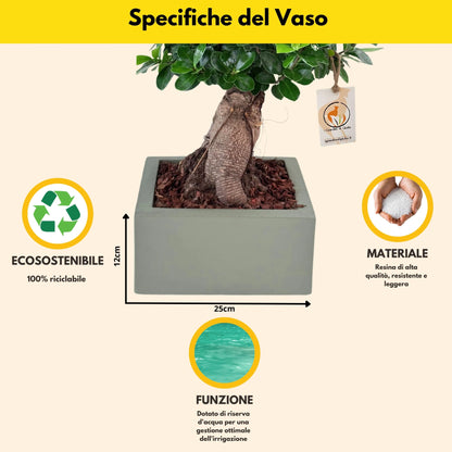 Bonsai Ficus Ginseng  in vaso "Minos"
