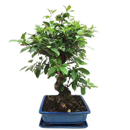 Bonsai Melo Pzerwiam 21 Anni - Collezione Premium