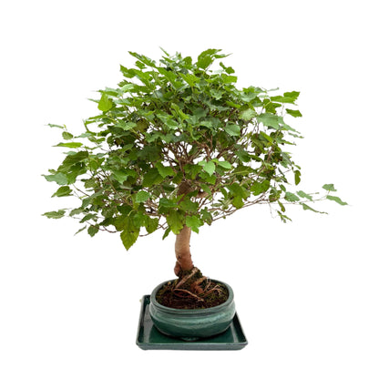 Bonsai Morus sp. (Gelso) 15 Anni - Collezione Premium