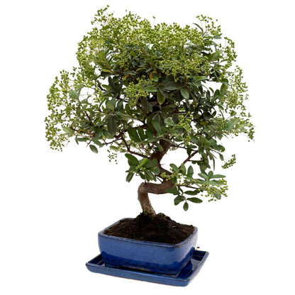 Bonsai Pyracantha sp. 13 Jahre - Premium Kollektion