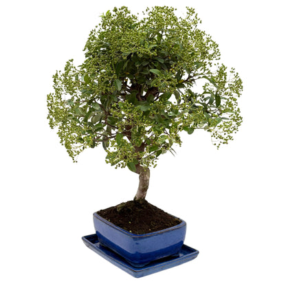 Bonsai Pyracantha sp. 13 Jahre - Premium Kollektion