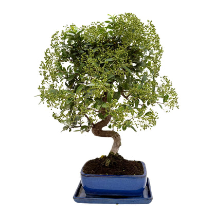 Bonsai Pyracantha sp. 13 Jahre - Premium Kollektion