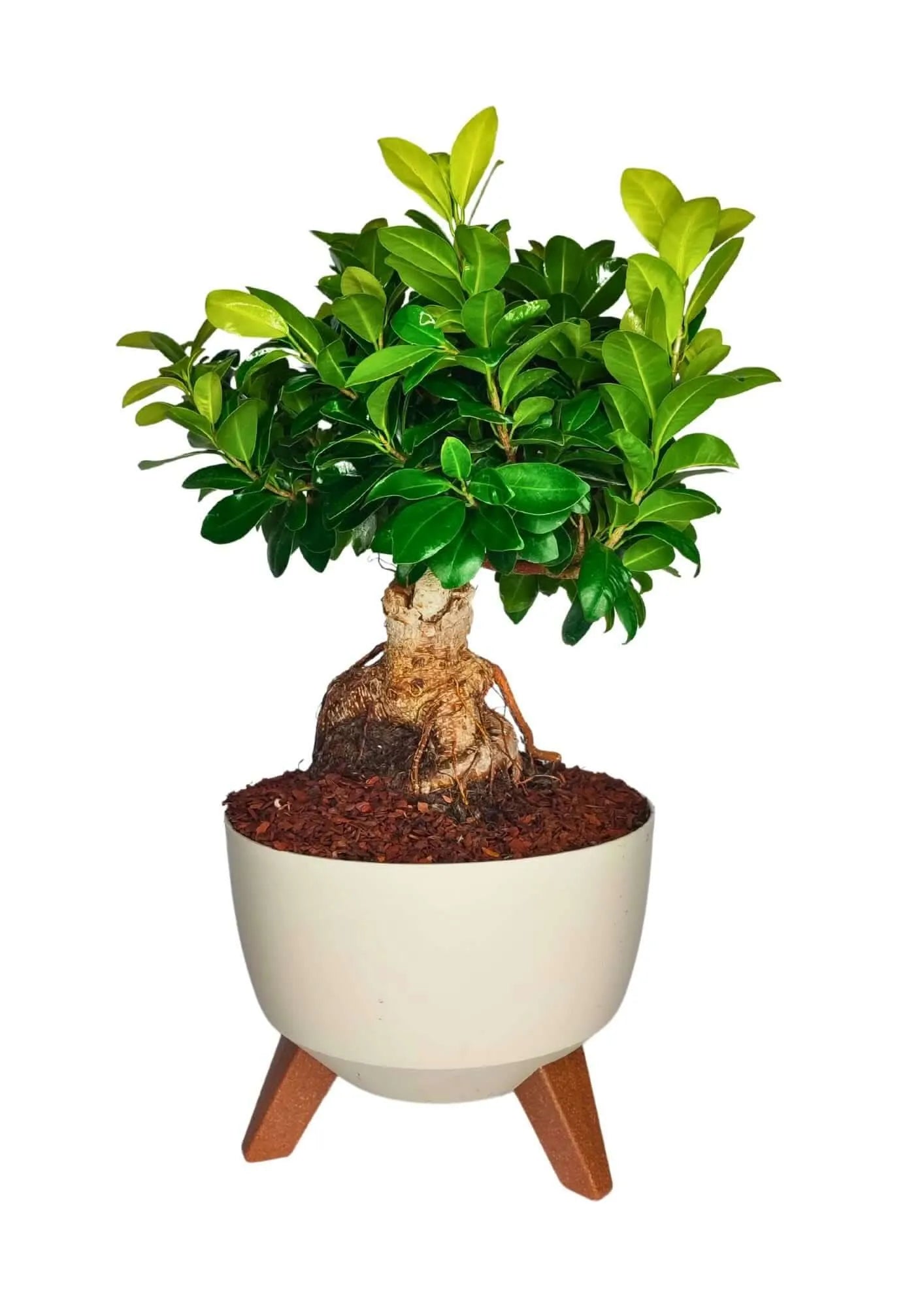 Bonsai Ficus Ginseng in vaso Roma