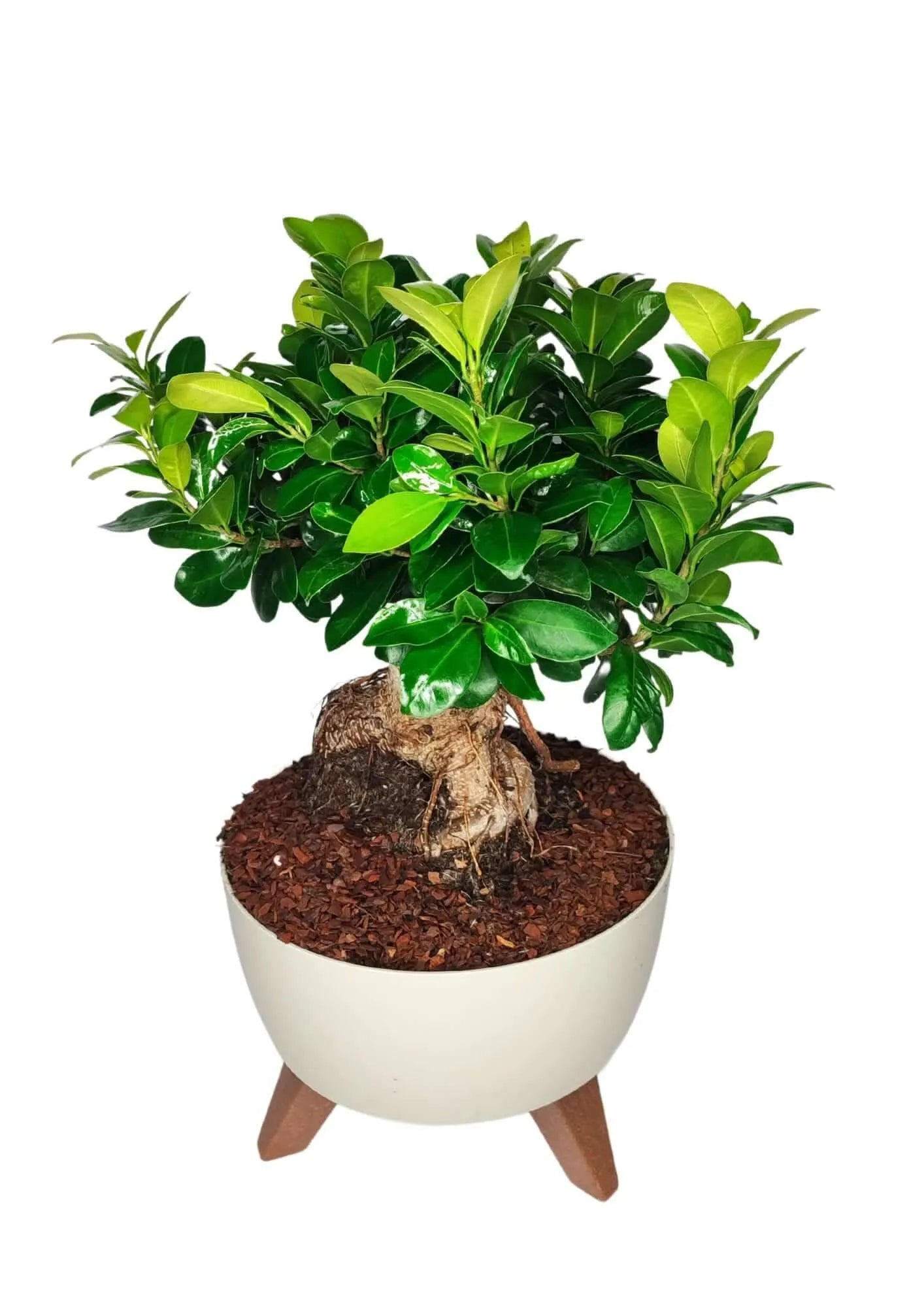 Bonsai Ficus Ginseng in vaso Roma