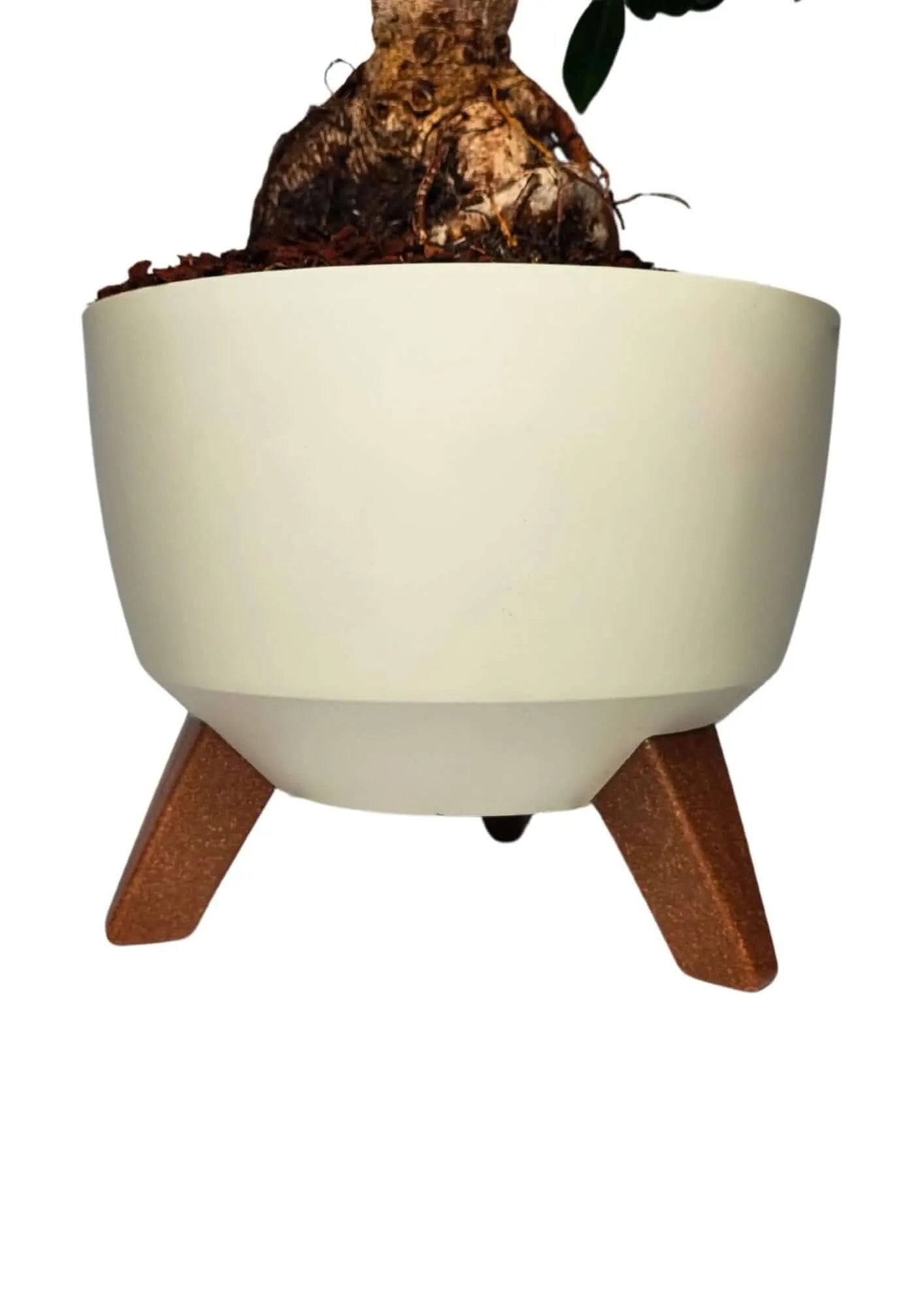 Bonsai Ficus Ginseng in vaso Roma