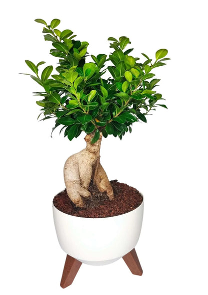 Bonsai Ficus Ginseng in vaso Roma