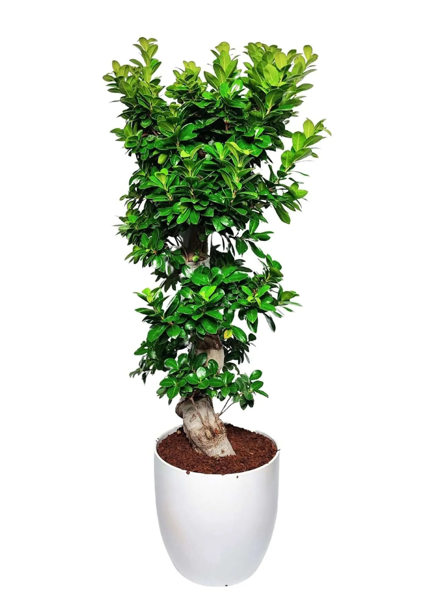 Bonsai Ficus Ginseng S-Form – Pflanzenhöhe 110 cm