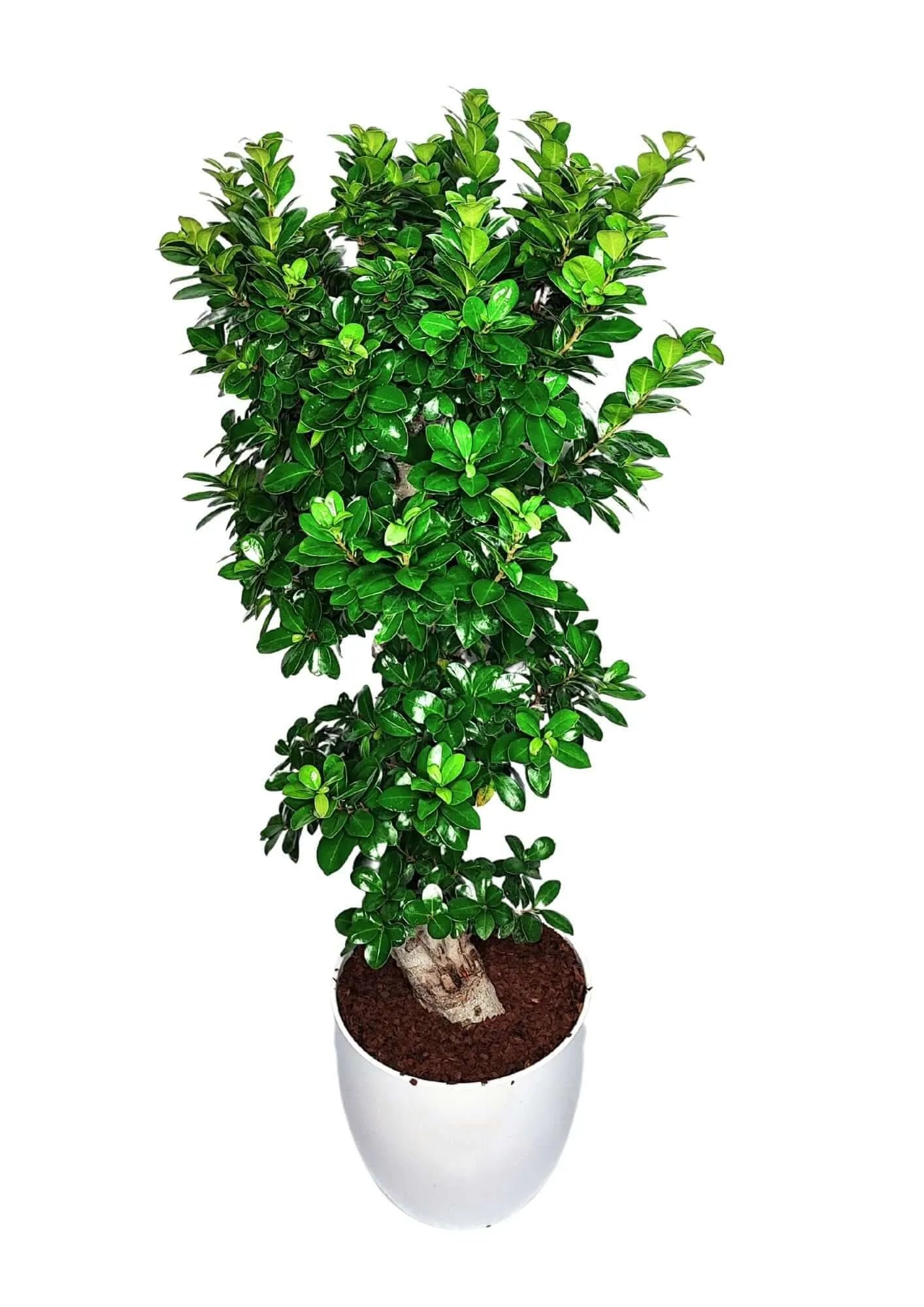 Bonsai Ficus Ginseng S-Form – Pflanzenhöhe 110 cm