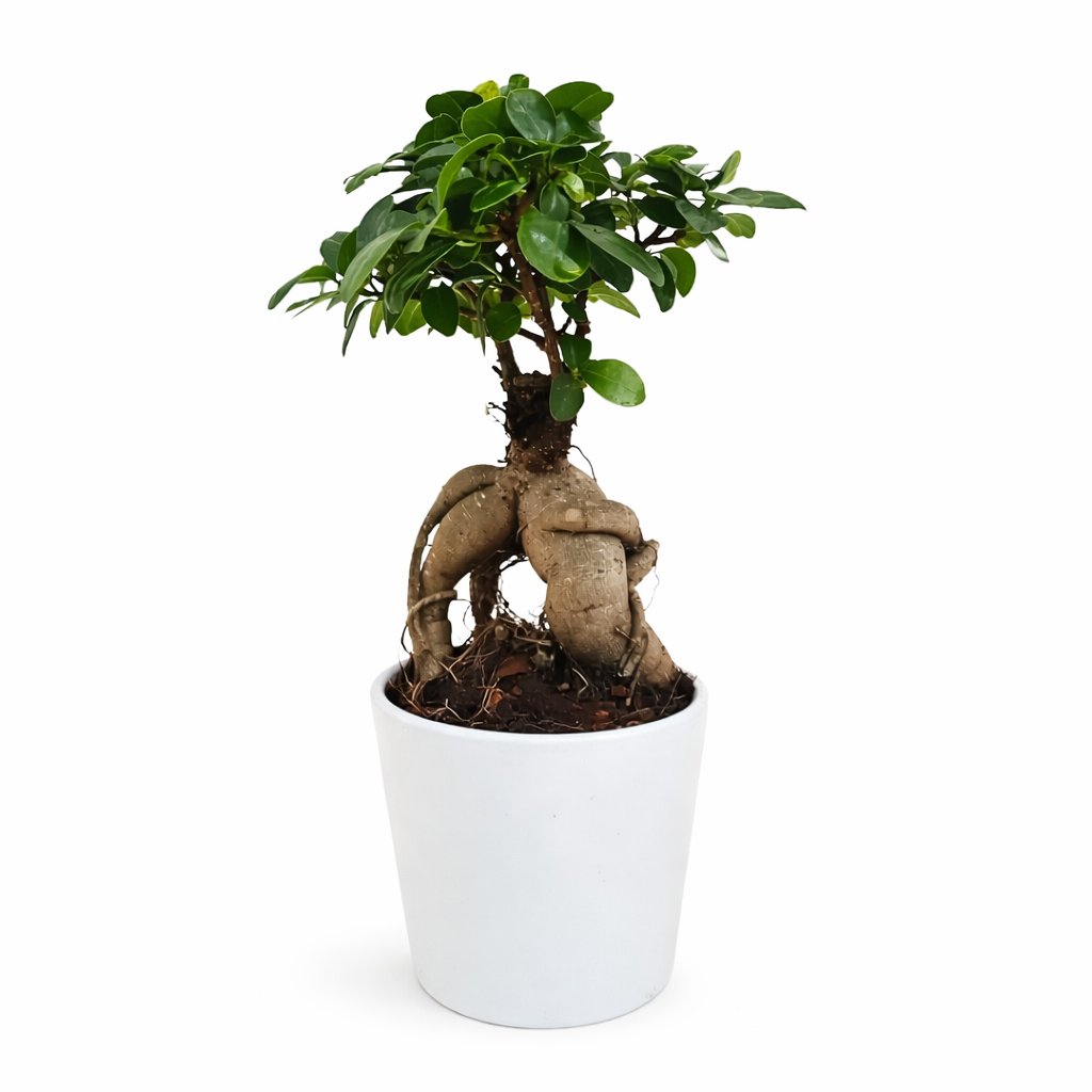Bonsai Ficus Ginseng im Topf Dallas