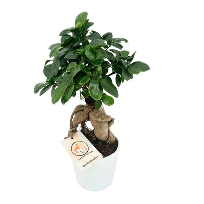 Bonsai Ficus Ginseng im Topf Dallas