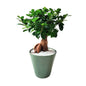Bonsai ginseng ficus in hydroculture with perlite