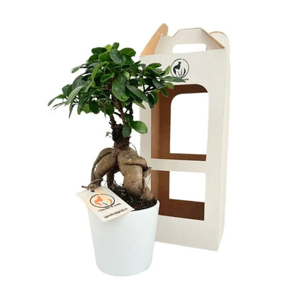 Bonsai Ficus Ginseng im Topf Dallas