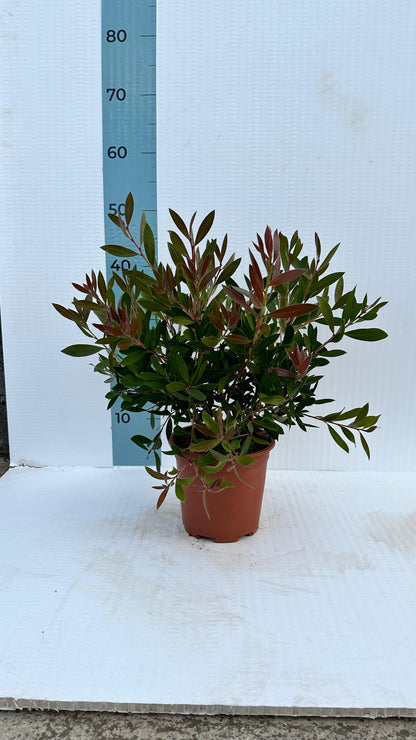 Callistemon Citrinus Splendens - Cespuglio