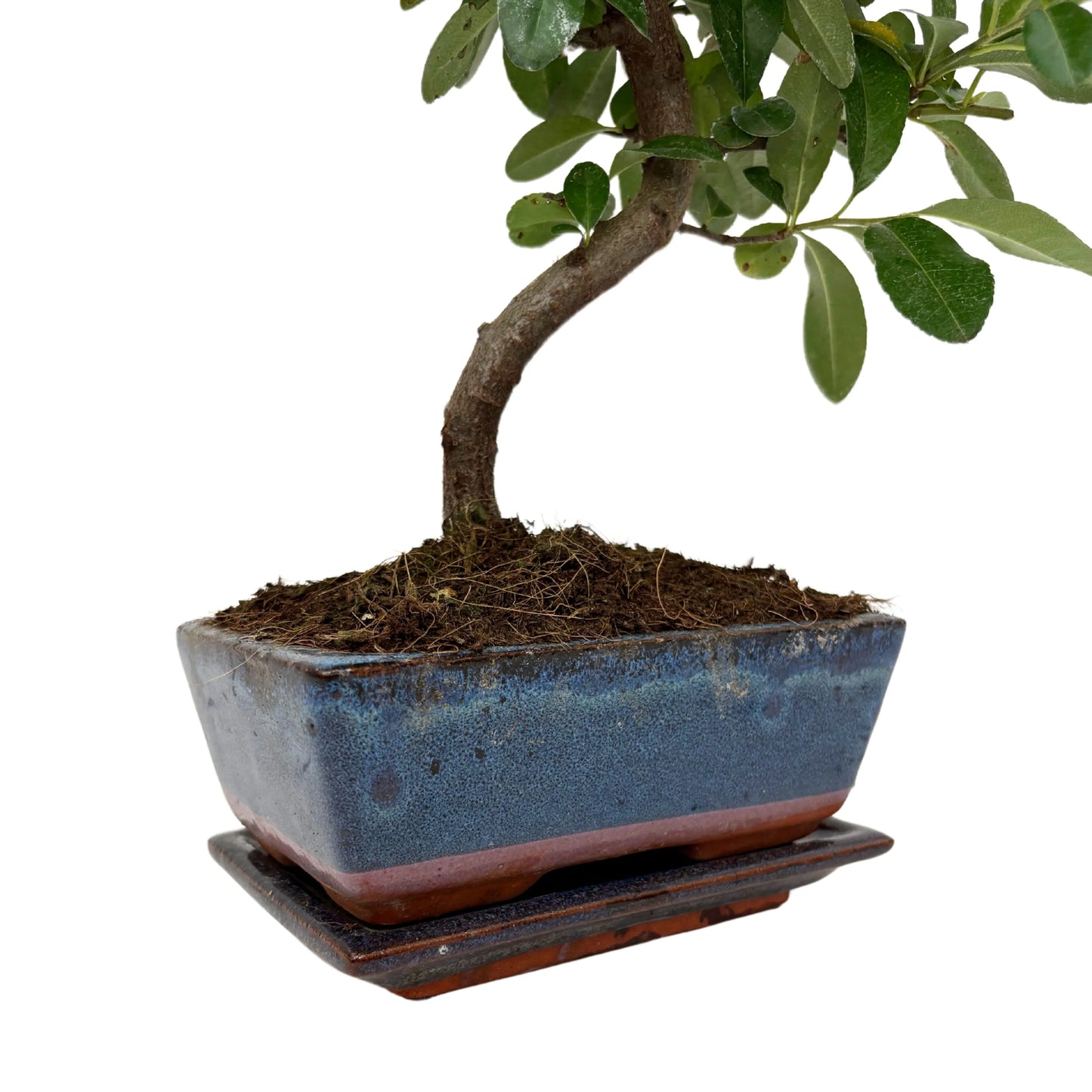 Bonsai 7 Jahre Pyracantha (Feuerdorn) - Premium Kollektion
