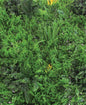 Evergreen Vertical Hedge 100x100 cm – Realistic, durable, decorative