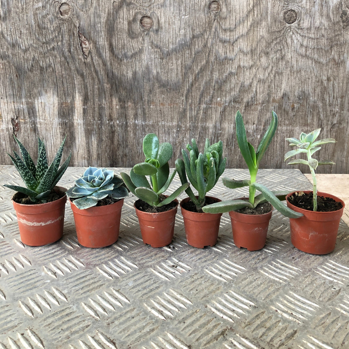 Set mini piante grasse vere in vaso classico plastica