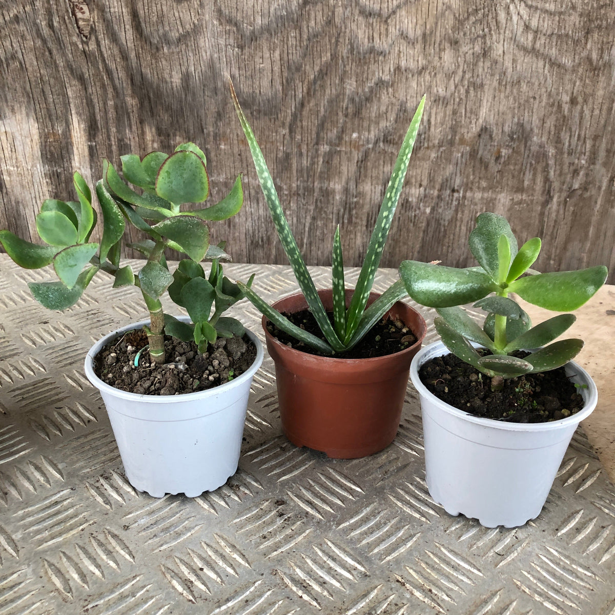 Set mini piante grasse vere in vaso classico plastica