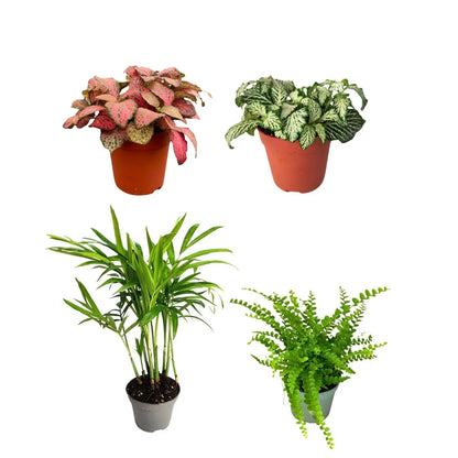 KIT 4 PIANTE PER  TERRARIUM EASY1