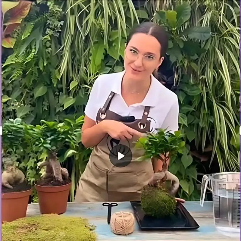 Kit Kokedama Fai da te Bonsai Ginseng Tutto Incluso