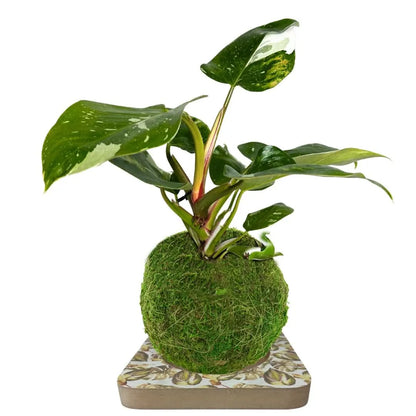 Kokedama-Bastelset Philodendron White Wave – Alles inklusive