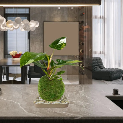 Kokedama-Bastelset Philodendron White Wave – Alles inklusive