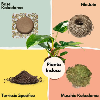 Kokedama-Bastelset Philodendron White Wave – Alles inklusive