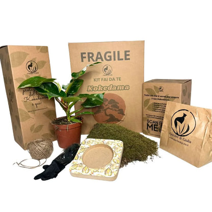 Kokedama-Bastelset Philodendron White Wave – Alles inklusive
