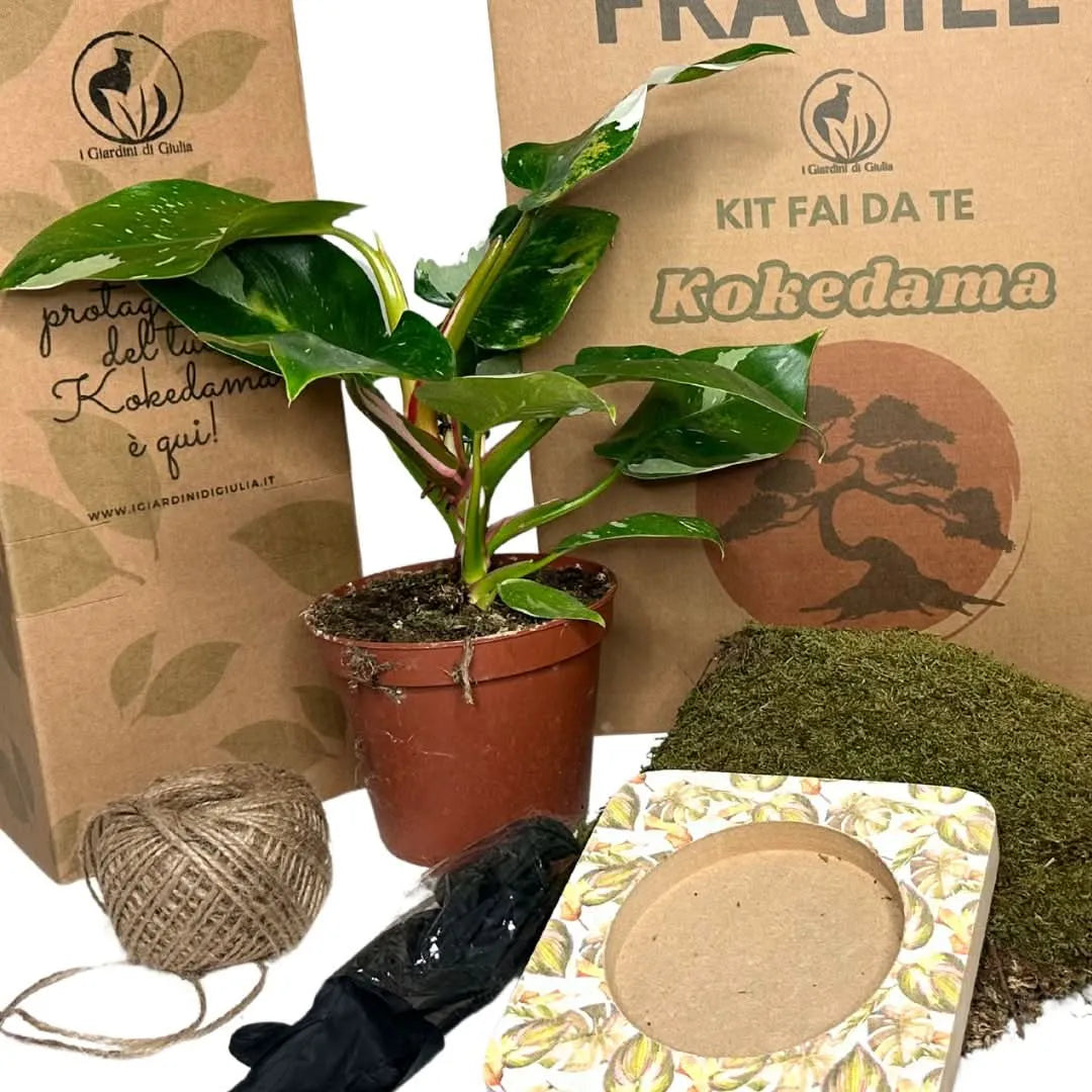 Kokedama-Bastelset Philodendron White Wave – Alles inklusive