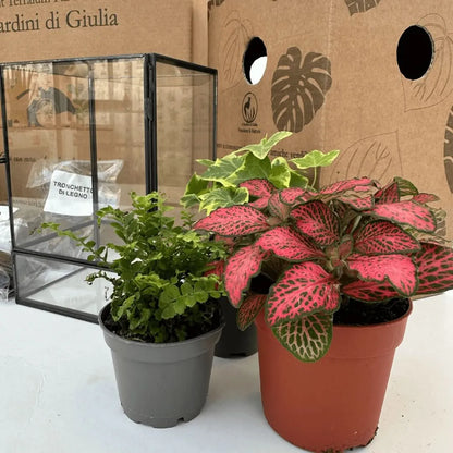 Geometrisches Terrarium-Bausatz zum Selbermachen ADA | Gestalte deinen eigenen Indoor-Garten