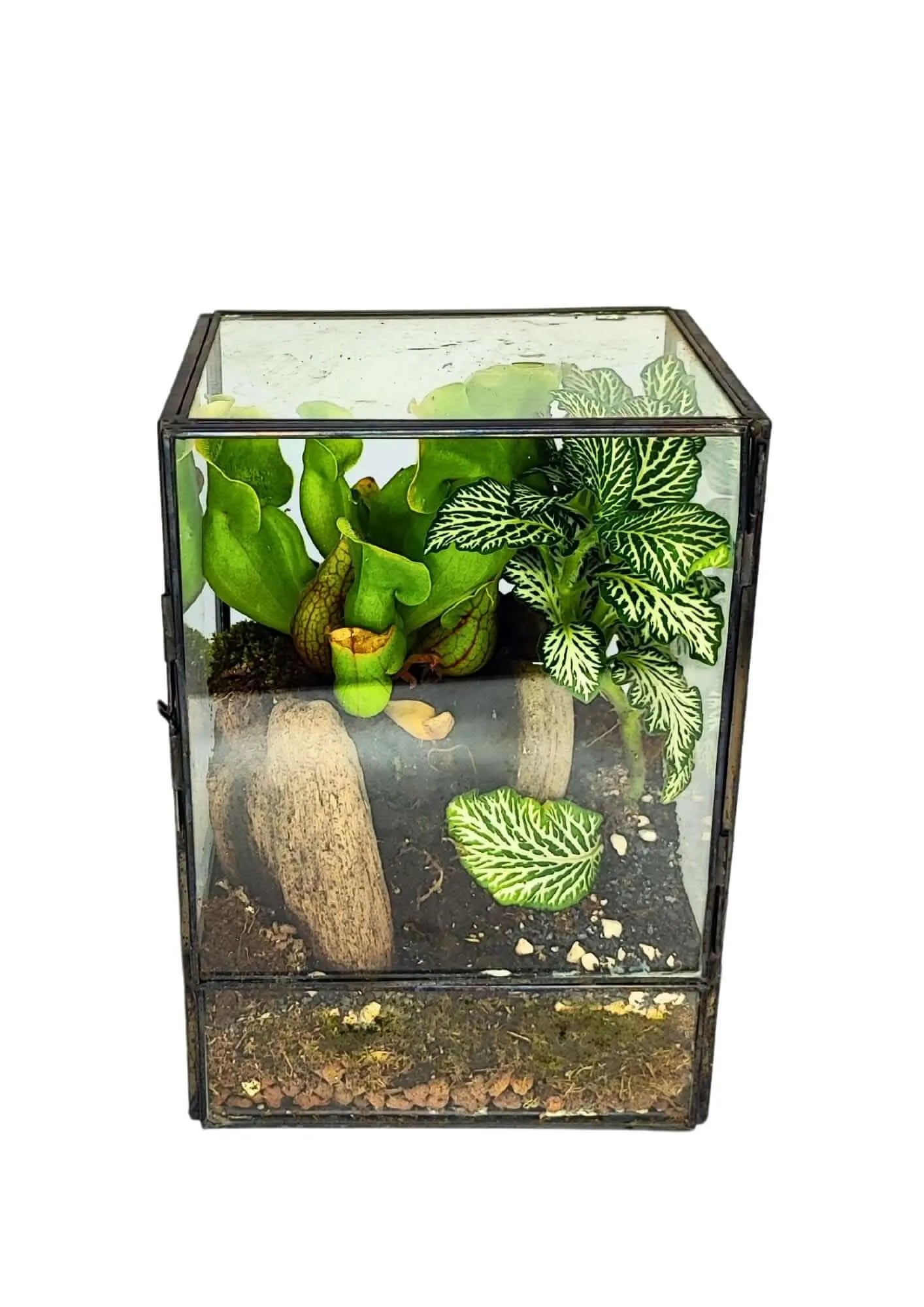 Geometrisches Terrarium-Bausatz zum Selbermachen ADA | Gestalte deinen eigenen Indoor-Garten