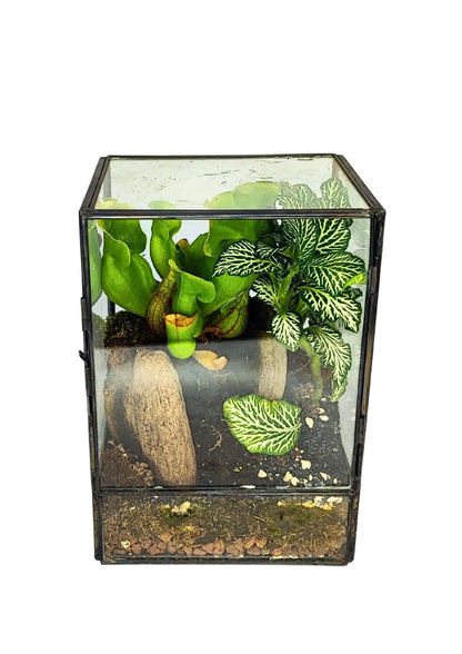 Geometrisches Terrarium-Bausatz zum Selbermachen ADA | Gestalte deinen eigenen Indoor-Garten