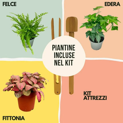 DIY Geometrisches Terrarium-Set Monica | Gestalte deinen eigenen Indoor-Garten