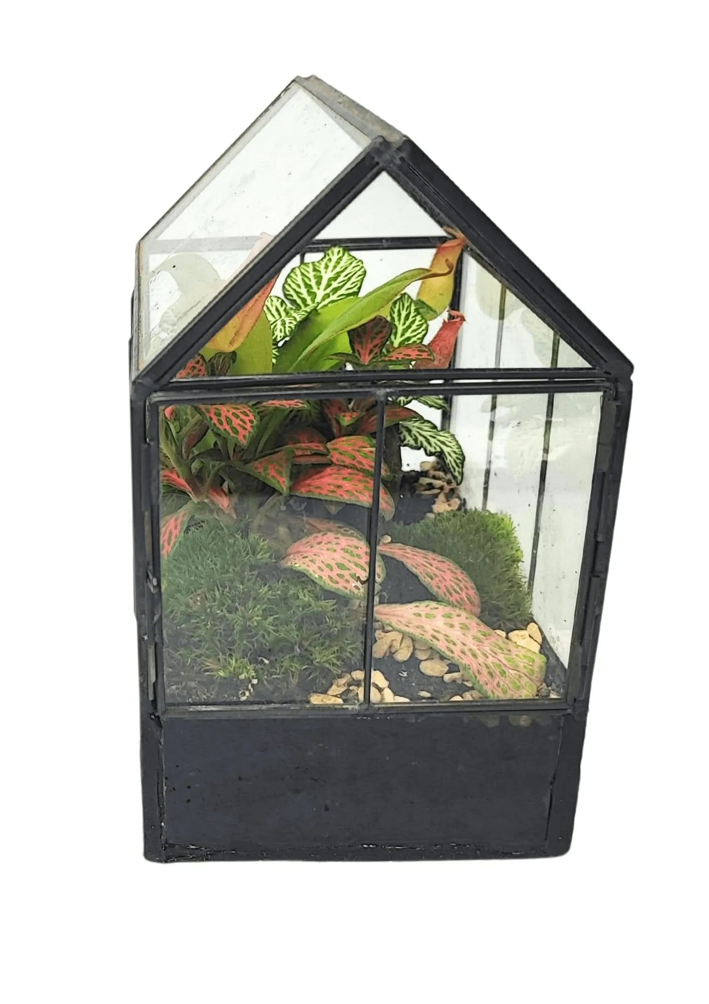 DIY Geometrisches Terrarium-Set Monica | Gestalte deinen eigenen Indoor-Garten