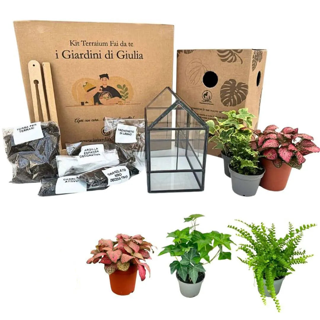 DIY Geometrisches Terrarium-Set Monica | Gestalte deinen eigenen Indoor-Garten