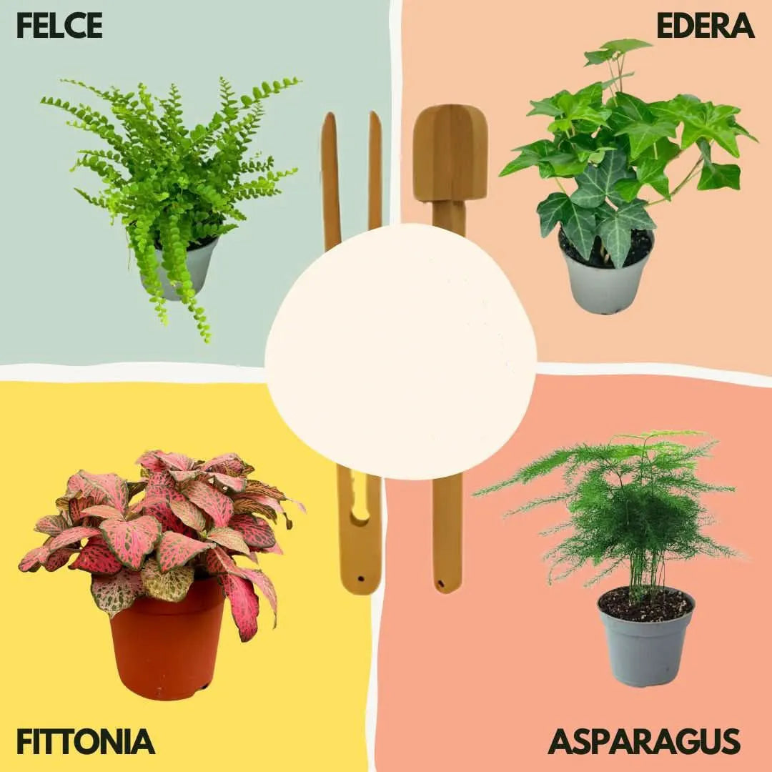 Lamparium Terrarium-Kit Groß mit Grünpflanzen