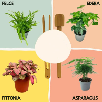 Lamparium Terrarium-Kit Groß mit Grünpflanzen