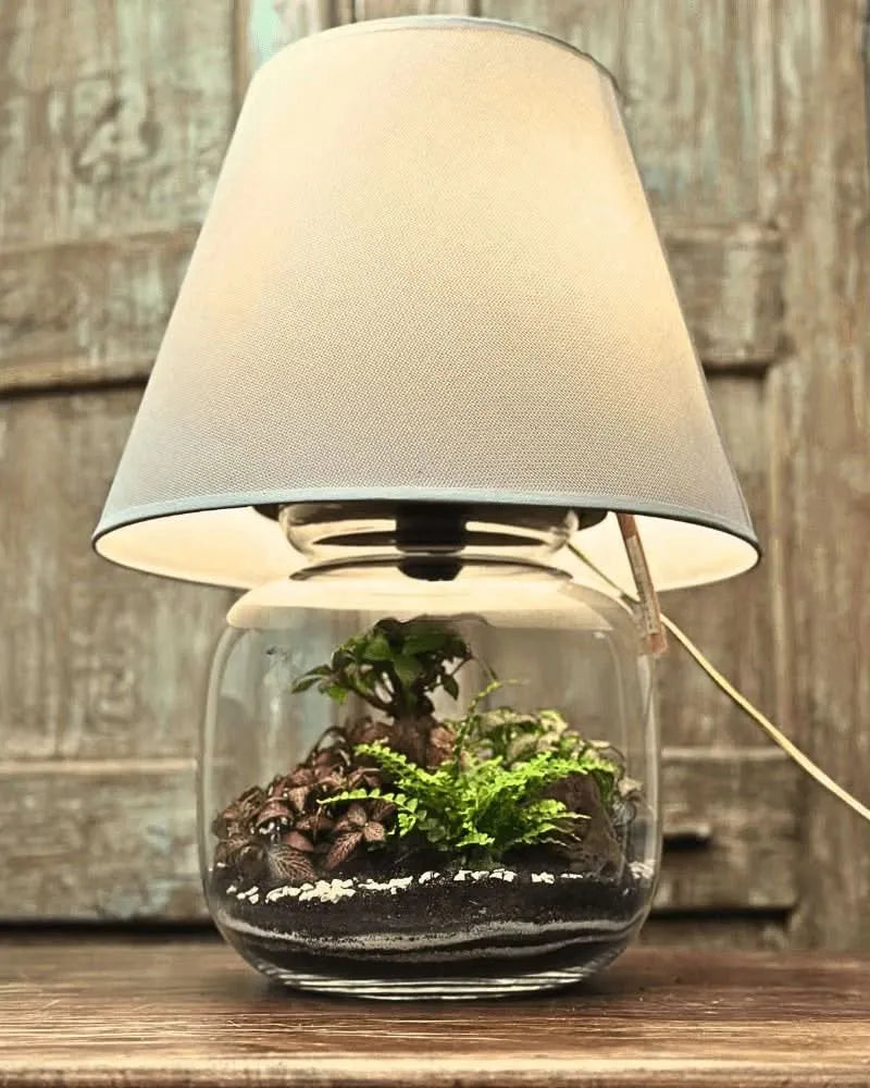 Lamparium Terrarium-Kit Groß mit Grünpflanzen